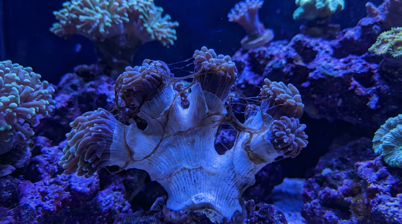 What Causes Brown Jelly Disease in Corals and How Do I Stop It?
