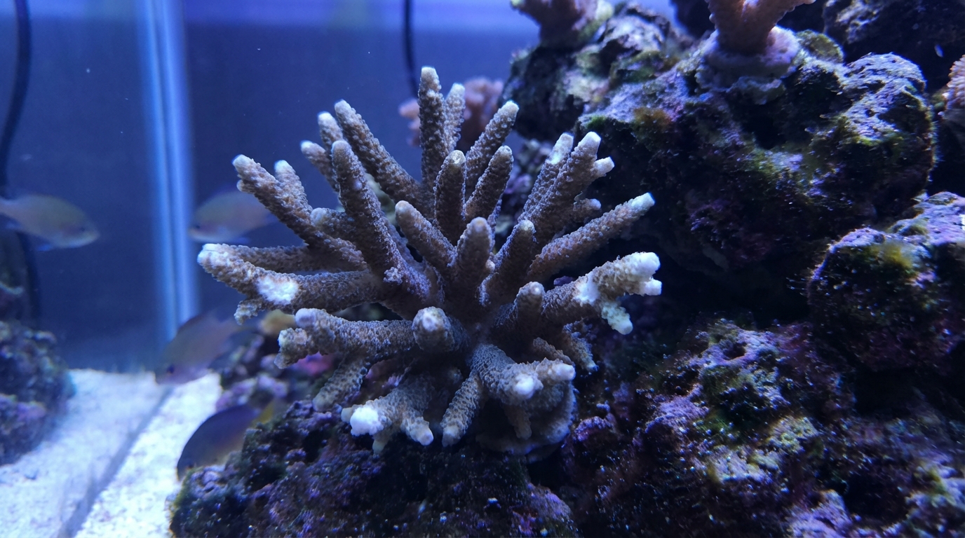 Why Is My Coral Turning Brown?