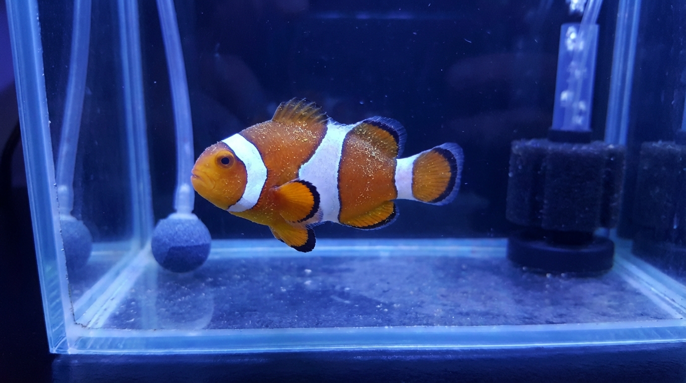 How Do I Prevent and Treat Marine Velvet Disease?