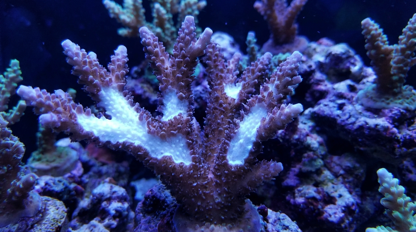What Causes RTN (Rapid Tissue Necrosis) in Corals?