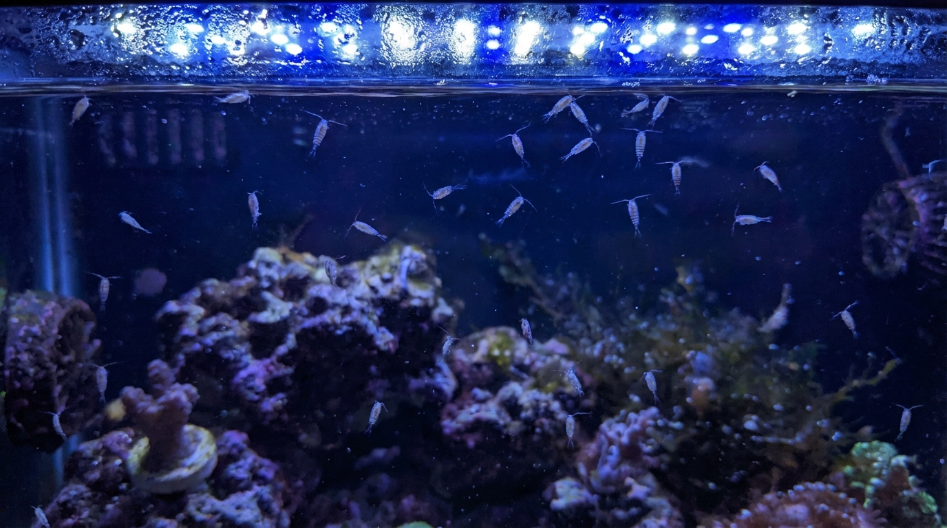 Are Copepods Necessary for a Mandarin Dragonet?