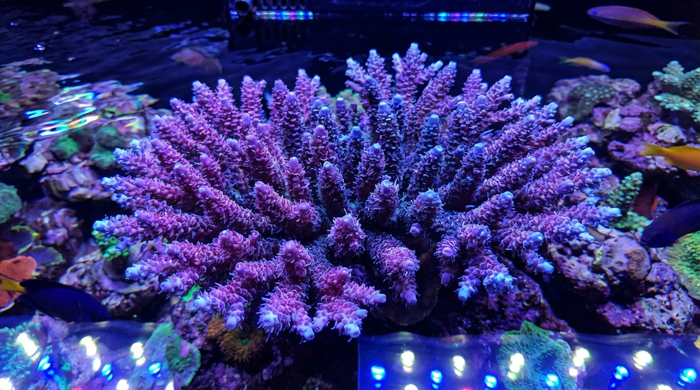Colorful branching Acropora SPS coral colony with extended polyps in a reef aquarium