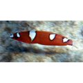 Red Coris Wrasse