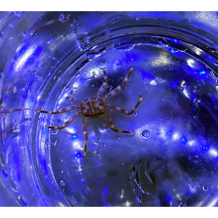 Sally Lightfoot Crab