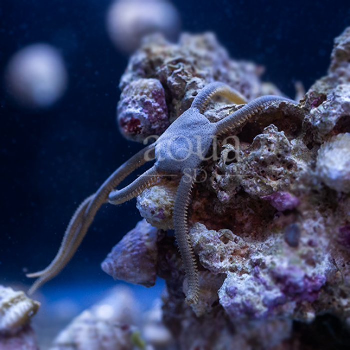 Serpent Starfish