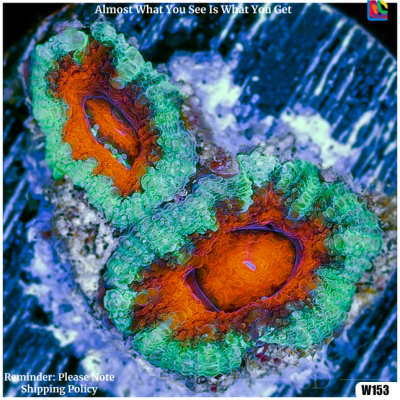 Acan Lord Frag