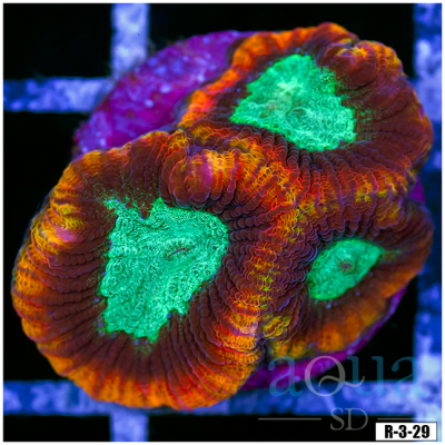 Aussie Favia Frag