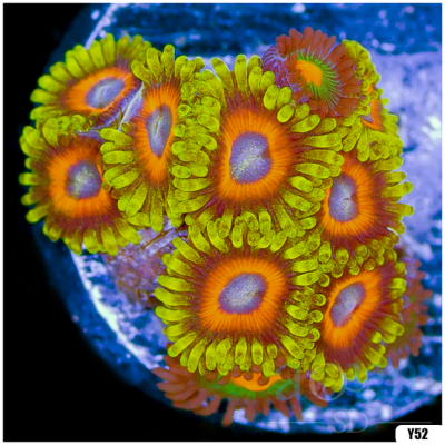 Super Combo Zoanthids