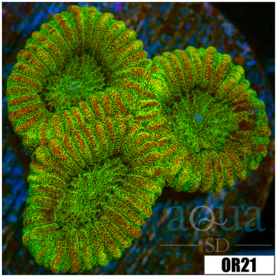 Neon Glare Favia