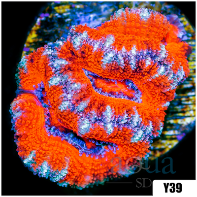 Striped Peppermint Candy Acan Lord