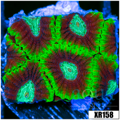 JF Croc Hunter Favia