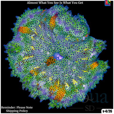 Ultra Maxi Mini Carpet Anemone