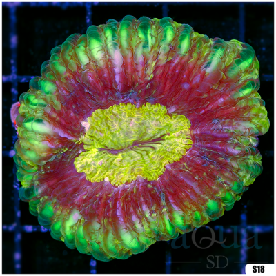 Aussie Cynaria