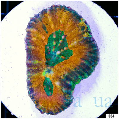 Ultra Aussie Lobophyllia