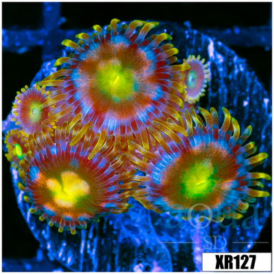 Miami Bliss Varient Zoanthids