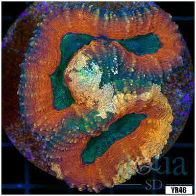 Aussie Lobophyllia