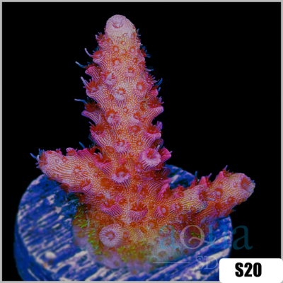 Strawberry Shortcake Staghorn Acro