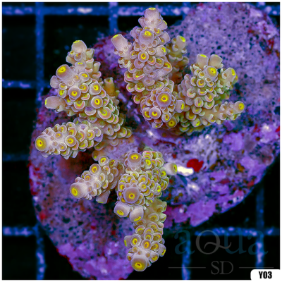 Maricultured Acropora Colony