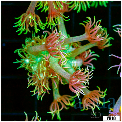 Neon Stars Goniopora