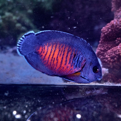 Coral Beauty Angelfish (Centropyge bispinosa)