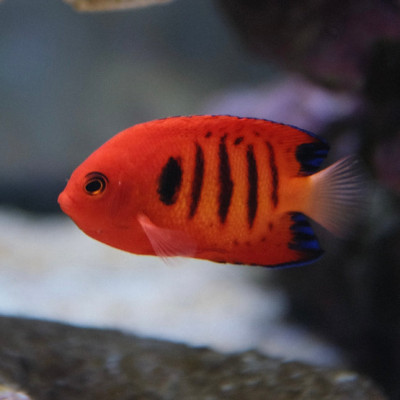 Flame Angelfish (Centropyge acanthops)