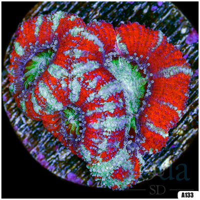 Acan Lord Frag