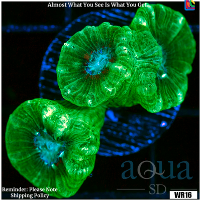 Kryptonite Candy Cane Coral