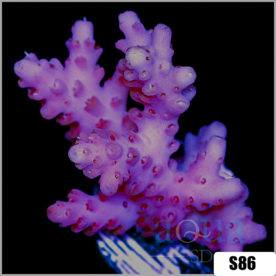 Strawberry Shortcake Staghorn Acro