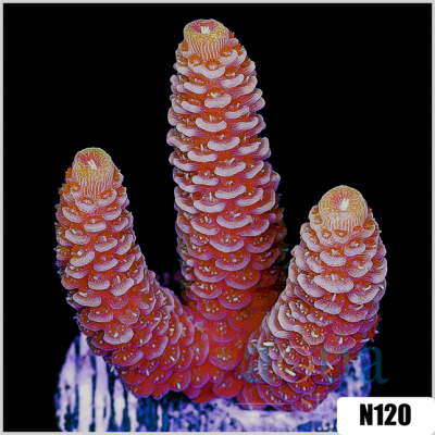 Hot Barbie Millepora