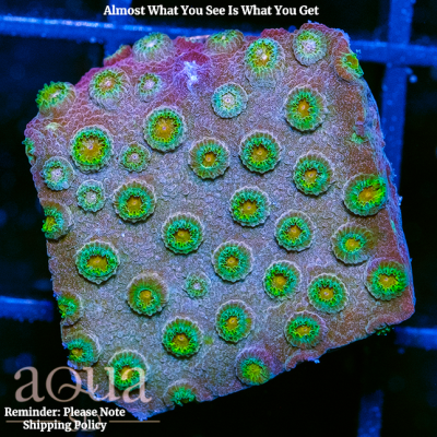 Green Monster Cyphastrea