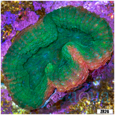Lobophyllia Coral