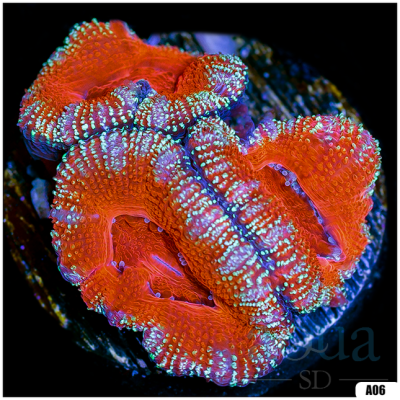 Acan Lord Frag