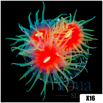 ASD Fathead Dendro Frag