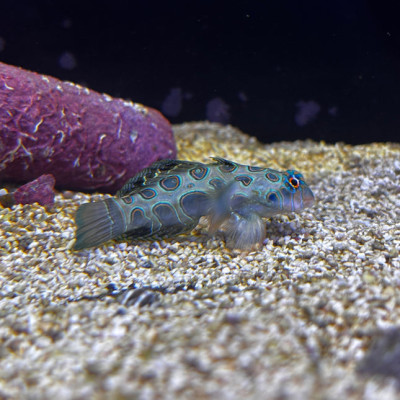 Yellow “Target” Mandarin Goby (Synchiropus picturatus)