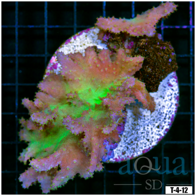 Cabbage Leather Coral