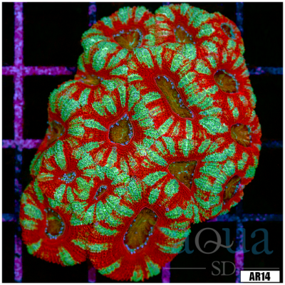 Acan Lord Colony