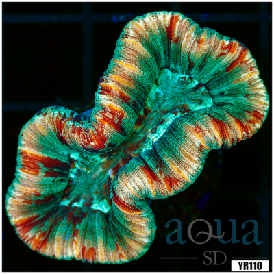 West Aussie Super Hardy Trachyphyllia