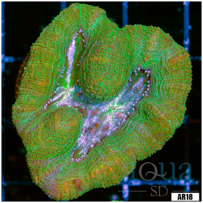 Toxic Acan Bowerbanki Frag