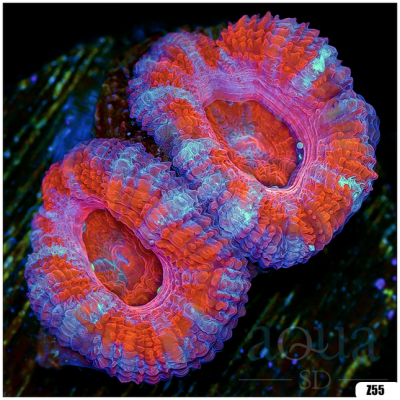 Acan Lord Frag
