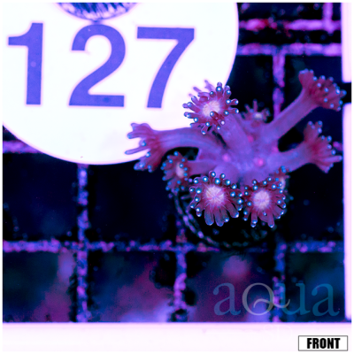 127 Pink Eyes Goniopora