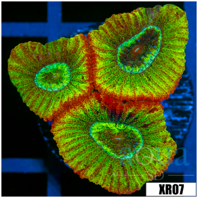 Aussie Croc Hunter Favia Frag