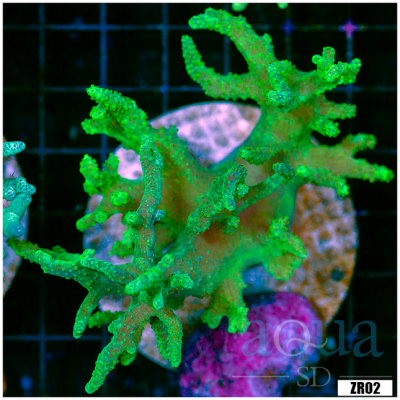 Nuclear Finger Leather Coral Colony