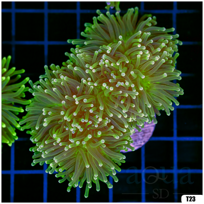 Hulk Torch Coral