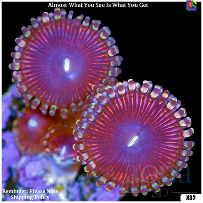 Flame Giant Zoanthids
