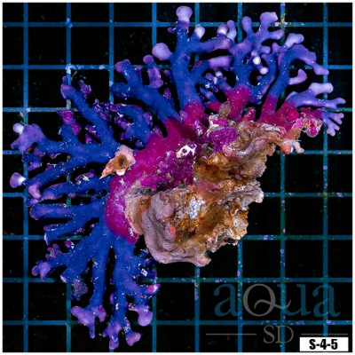 Purple Lace Stick Coral Colony