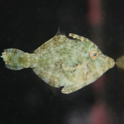 Aiptasia Eating Filefish (Acreichthys tomentosus)