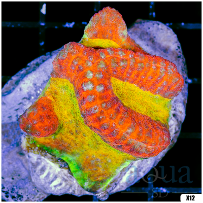 Indo Lobophyllia