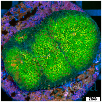 Acan Echinata Frag