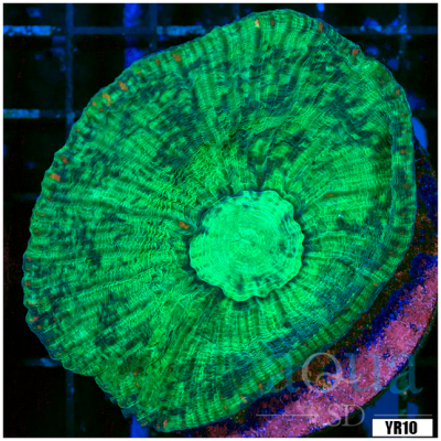 Pectinia Colony