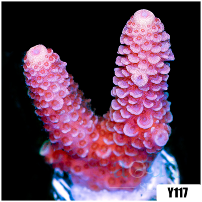Barbie Mille Acropora